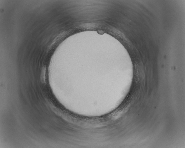 X0000067870024200605111811