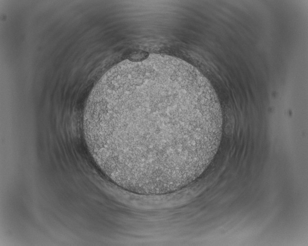 X0000067870034200605111811