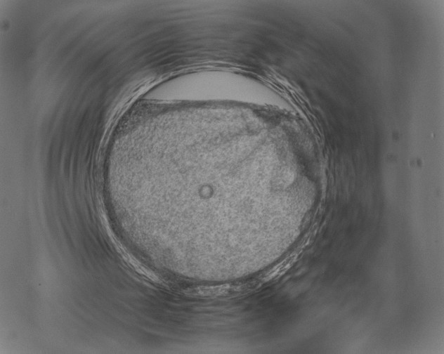 X0000067870049200605111810