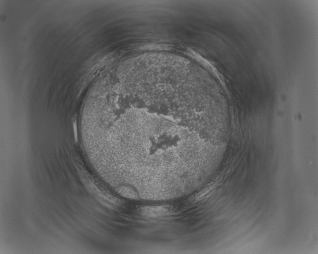 X0000067870061200605111810