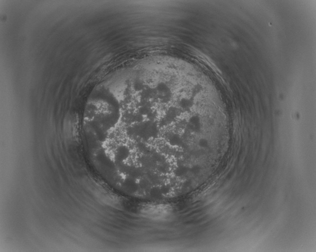 X0000067870073200605111810