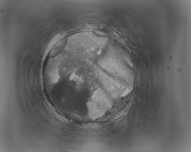 X0000067870102200605111810