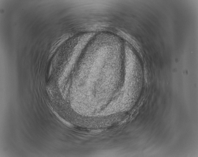 X0000067870105200605111809