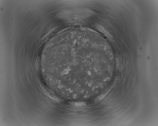 X0000067870165200605111808