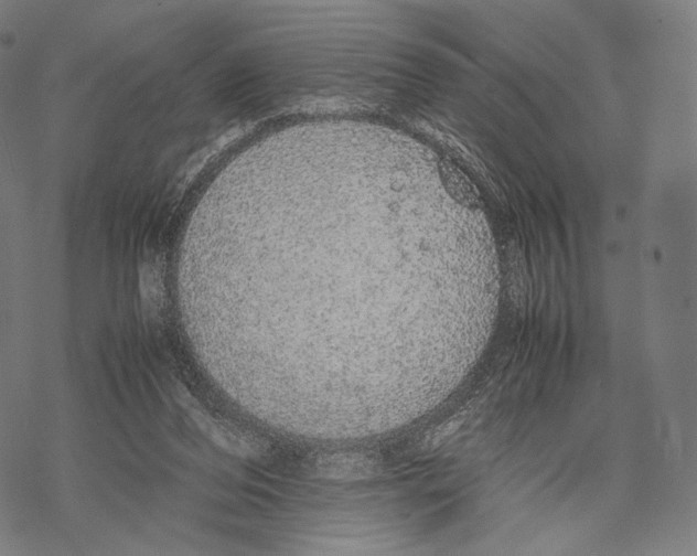 X0000067870208200605111808