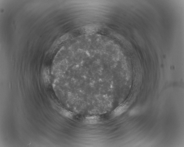 X0000067870240200605111807