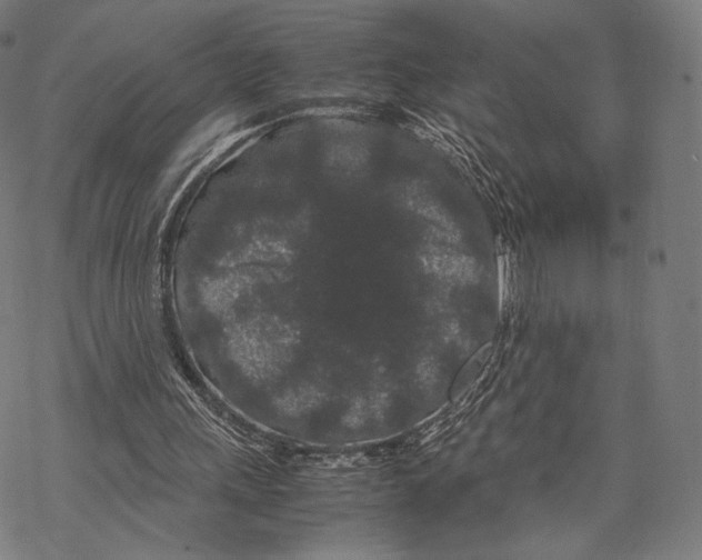 X0000067870243200605111807