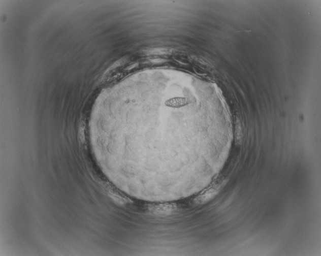 X0000067870282200605111807