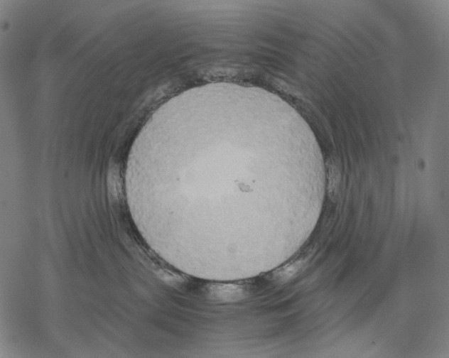 X0000067870287200605111807