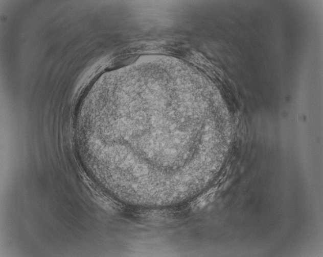 X0000067870293200605111806