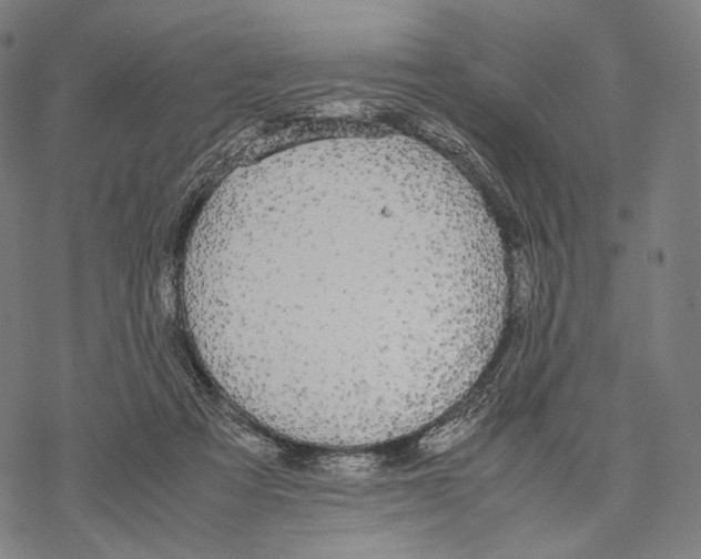 X0000067870313200605111806