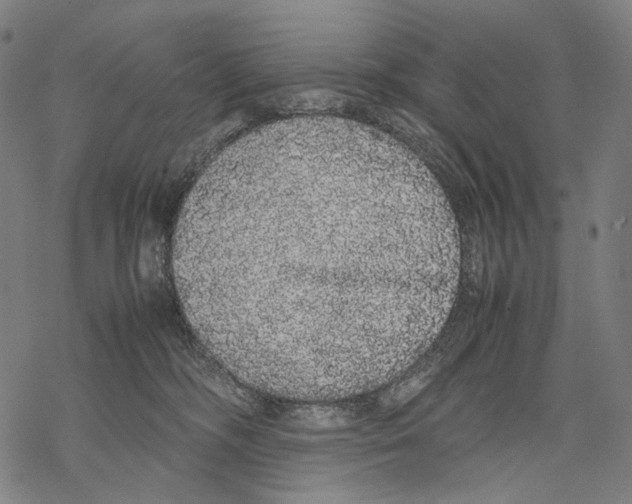 X0000067870326200605111806