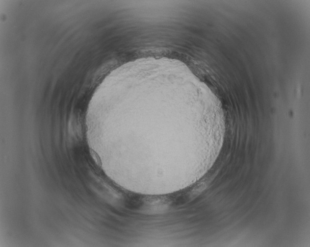 X0000067870334200605111806