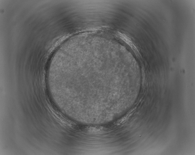 X0000067870346200605111805