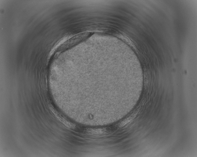 X0000067870349200605111805