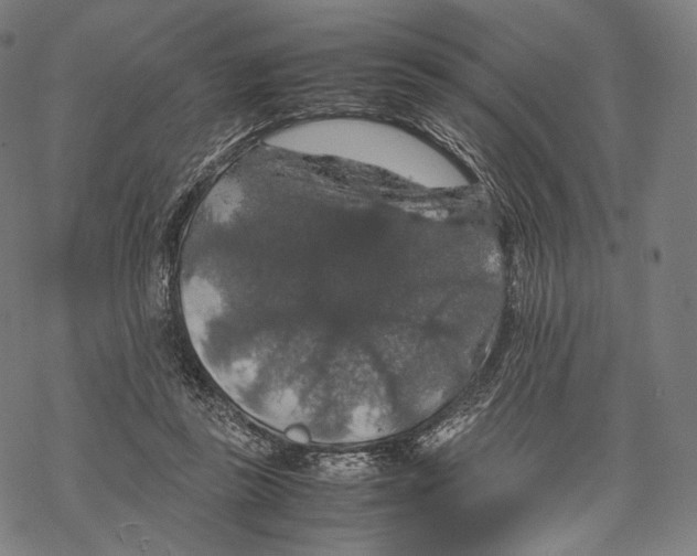 X0000067870355200605111805