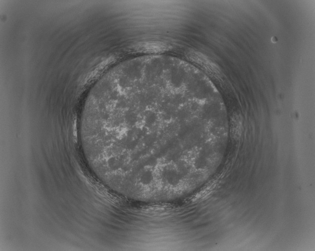 X0000067870358200605111805