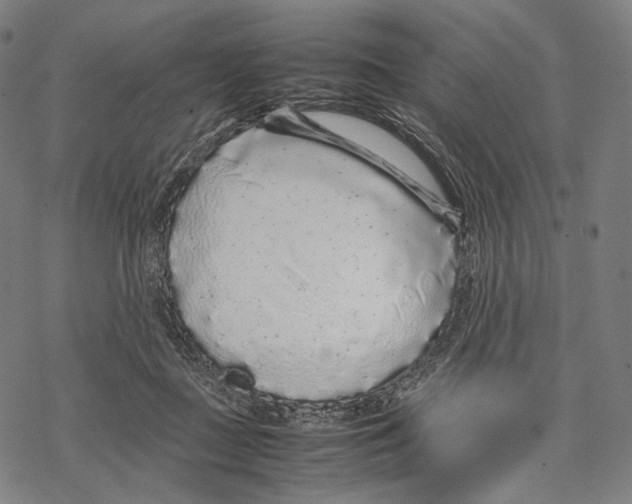 X0000067870363200605111805