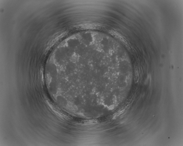 X0000067870398200605111805