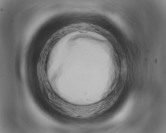 X0000067870431200605111804