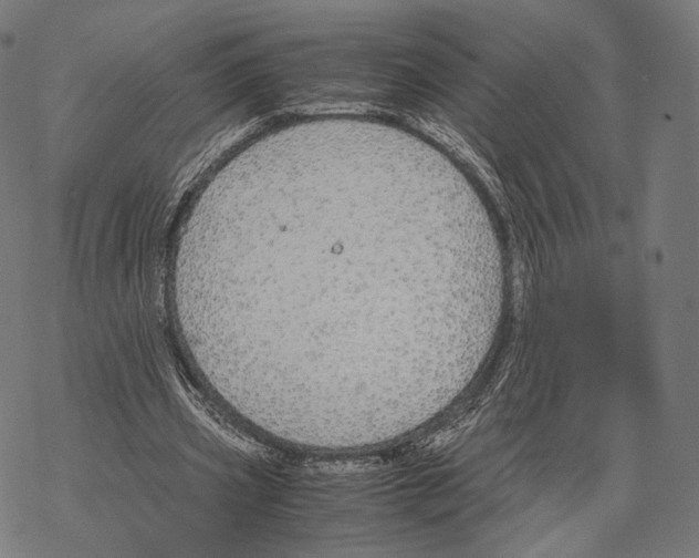 X0000067870533200605111802