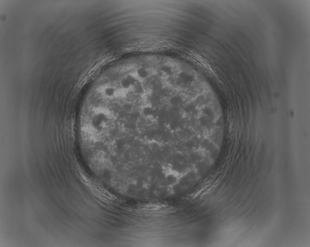 X0000067870542200605111802