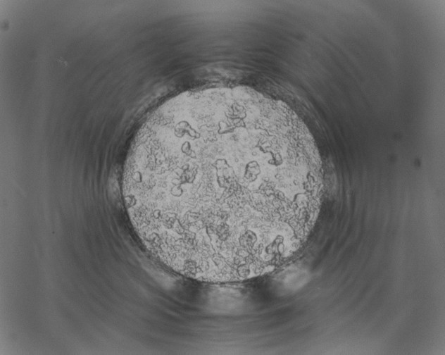 X0000067870573200605111802