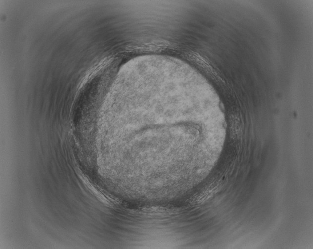 X0000067870634200605111800