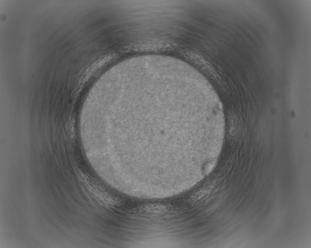 X0000067870636200605111800