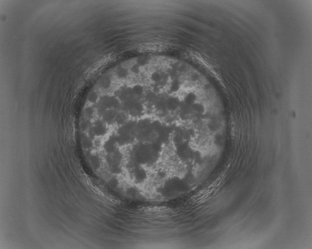 X0000067870637200605111800