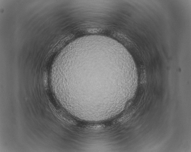 X0000067870646200605111800