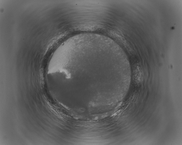 X0000067870688200605111800