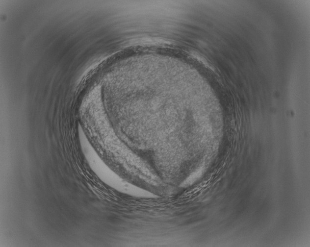 X0000067870775200605111758