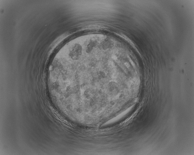 X0000067870783200605111758