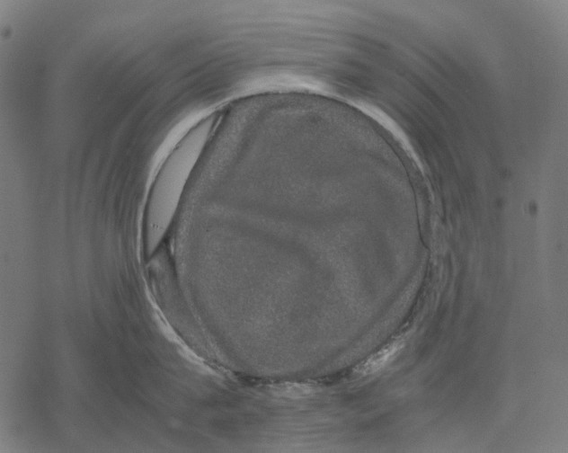 X0000067870815200605111758