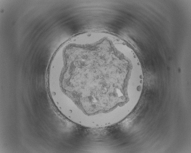 X0000067870856200605111758