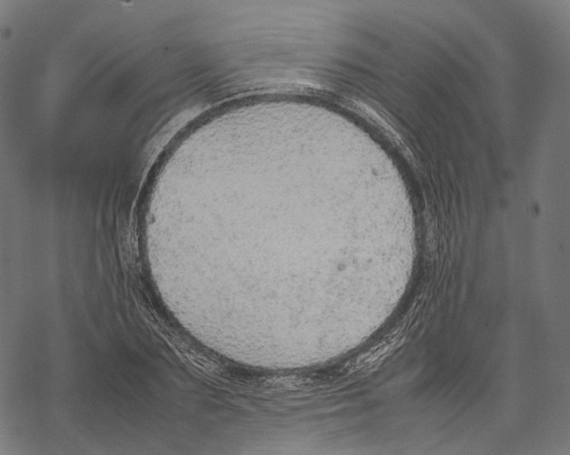 X0000067870883200605111757