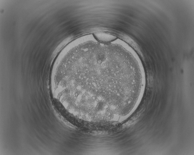 X0000067870954200605111756