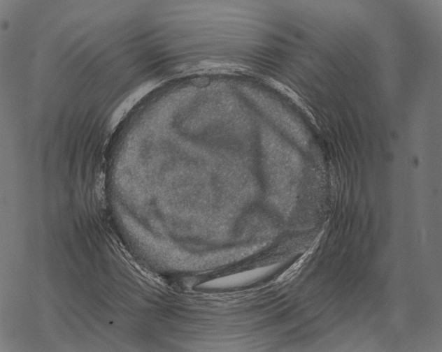 X0000067871066200605111753