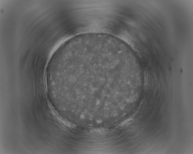 X0000067871078200605111753