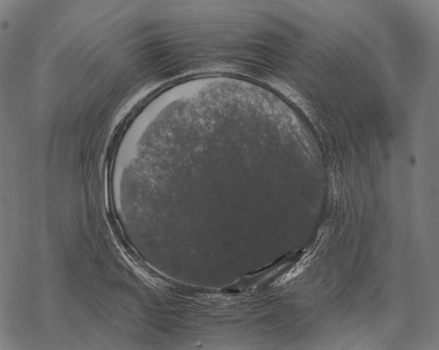 X0000067871127200605111752