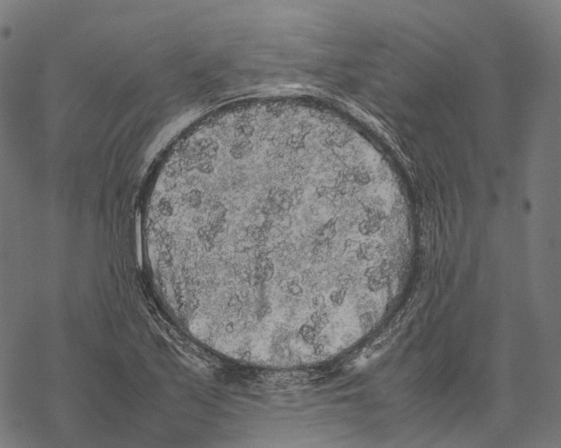 X0000067871171200605111752