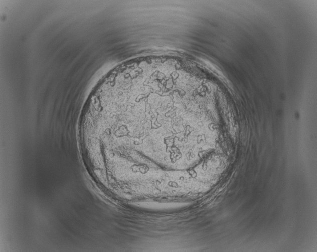 X0000067871283200605111750