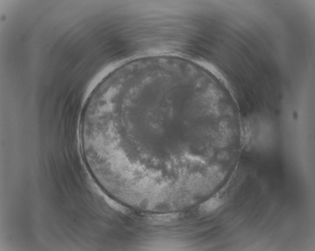 X0000067871294200605111750