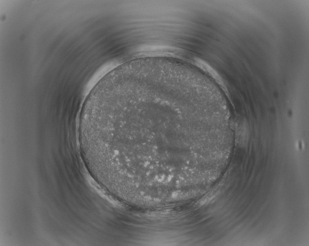 X0000067871386200605111748