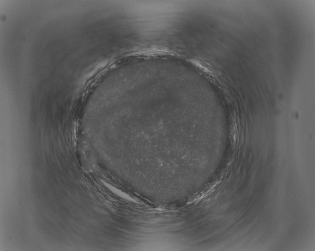 X0000067871398200605111747