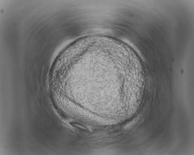 X0000067871477200605111747