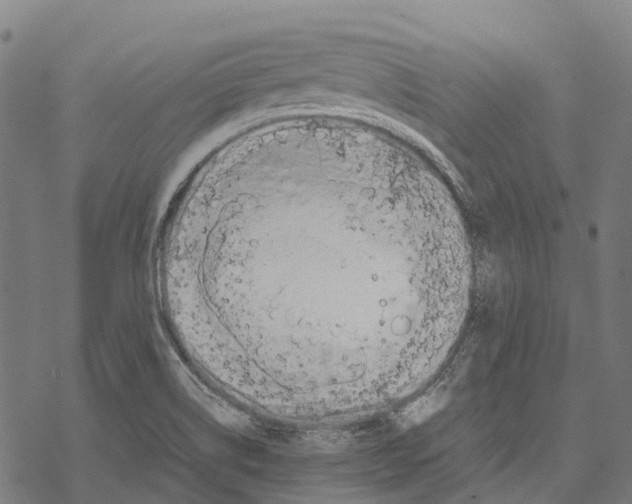 X0000067871514200605111746