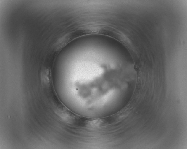 X0000067880122200604131312