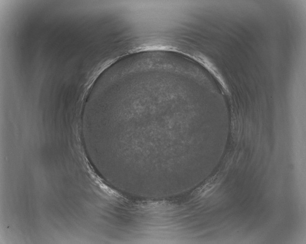 X0000067880385200604131308